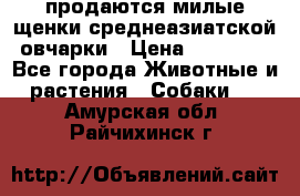 продаются милые щенки среднеазиатской овчарки › Цена ­ 30 000 - Все города Животные и растения » Собаки   . Амурская обл.,Райчихинск г.